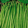 Фасоль овощная Московская белая зеленостручная 556 фото 2 